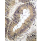 Immunohistochemistry - Anti-CHUK (phospho T23) Antibody (AP0173) - Antibodies.com