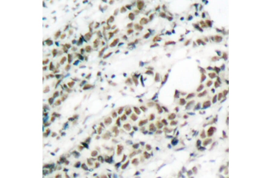 Immunohistochemistry - Anti-FOXO4/AFX (phospho Ser197) Antibody (A16494) - Antibodies.com