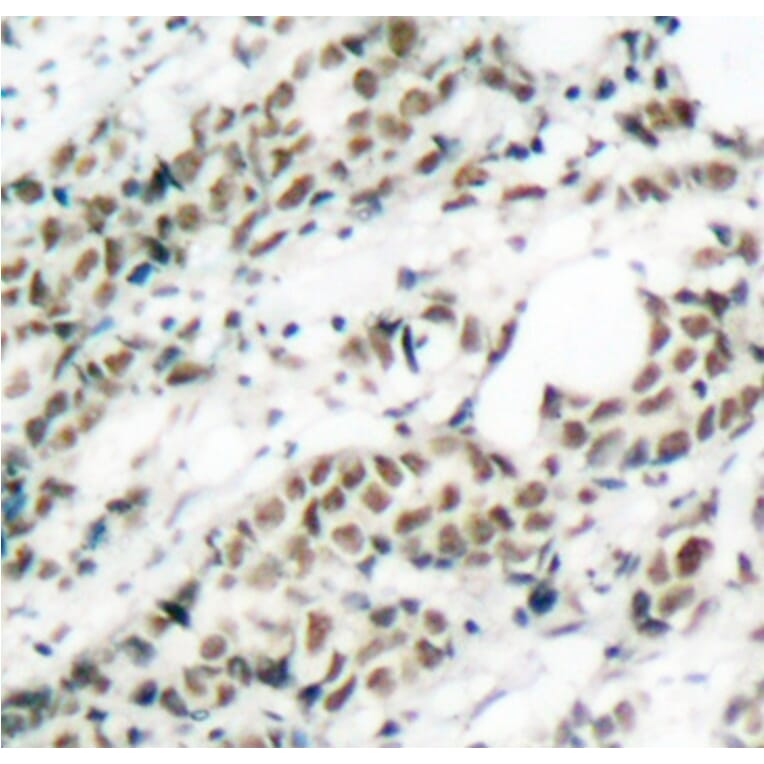 Immunohistochemistry - Anti-FOXO4/AFX (phospho Ser197) Antibody (A16494) - Antibodies.com