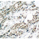 Immunohistochemistry - Anti-FOXO4/AFX (phospho Ser197) Antibody (A16494) - Antibodies.com