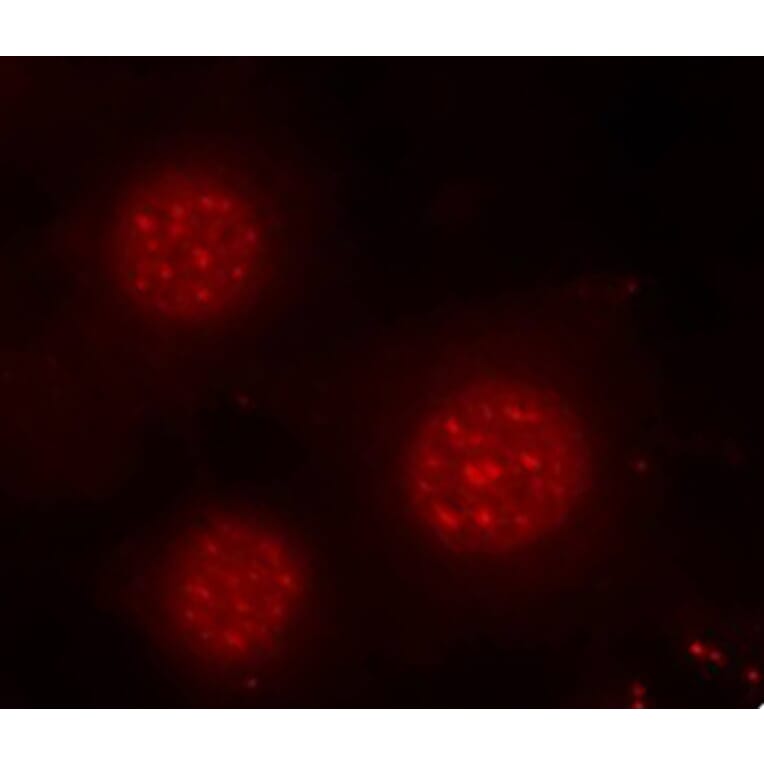 Immunofluorescence - Anti-FOXO4/AFX (phospho Ser197) Antibody (A16494) - Antibodies.com