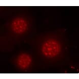Immunofluorescence - Anti-FOXO4/AFX (phospho Ser197) Antibody (A16494) - Antibodies.com