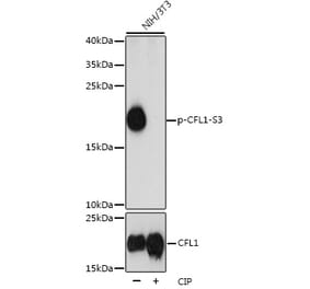 Western Blot - Anti-Cofilin (phospho Ser3) Antibody (A16495) - Antibodies.com