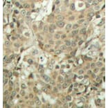 Immunohistochemistry - Anti-Cofilin (phospho Ser3) Antibody (A16495) - Antibodies.com
