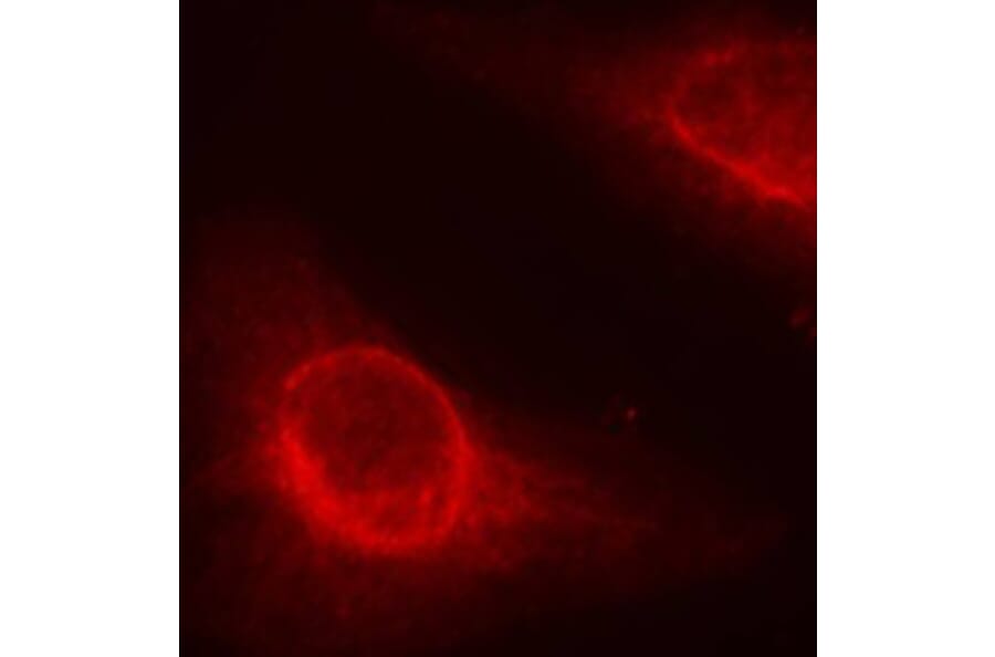 Immunofluorescence - Anti-Cofilin (phospho Ser3) Antibody (A16495) - Antibodies.com