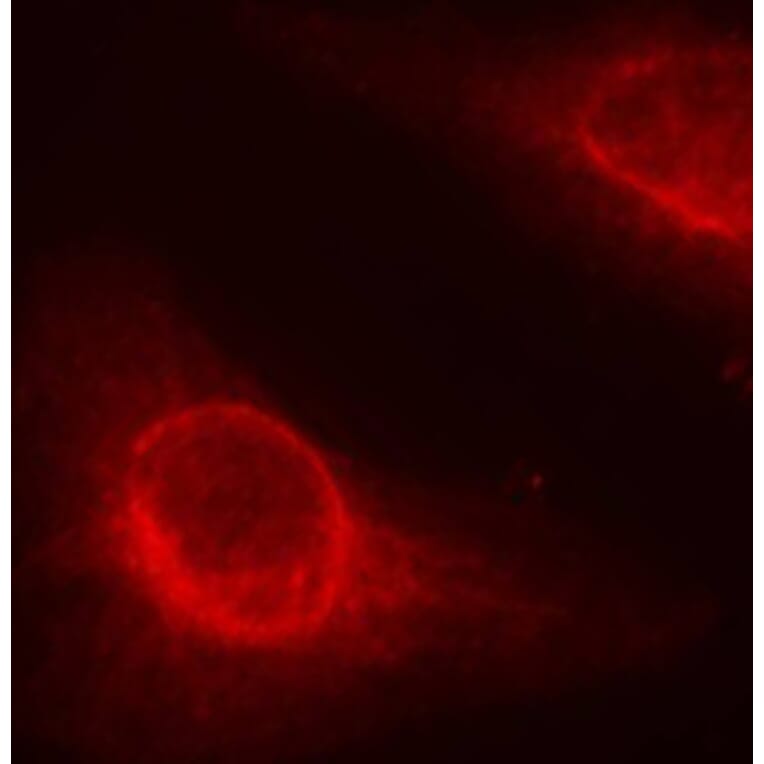 Immunofluorescence - Anti-Cofilin (phospho Ser3) Antibody (A16495) - Antibodies.com