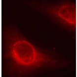 Immunofluorescence - Anti-Cofilin (phospho Ser3) Antibody (A16495) - Antibodies.com