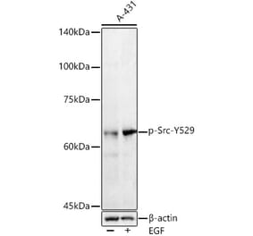 Western Blot - Anti-Src (phospho Tyr529) Antibody (A16498) - Antibodies.com