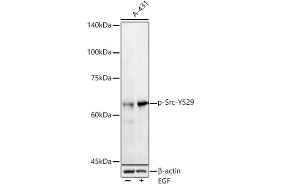 Western Blot - Anti-Src (phospho Tyr529) Antibody (A16498) - Antibodies.com
