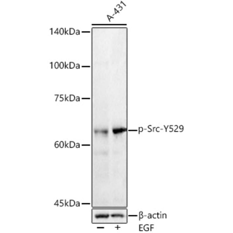 Western Blot - Anti-Src (phospho Tyr529) Antibody (A16498) - Antibodies.com