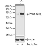 Western Blot - Anti-PAK1 (phospho T212) Antibody (AP0186) - Antibodies.com