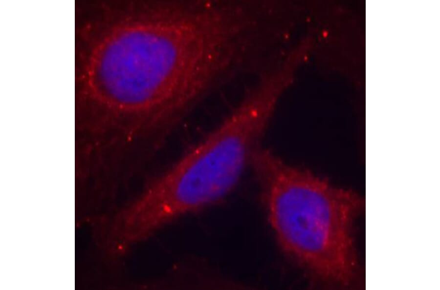 Immunofluorescence - Anti-PAK1 (phospho T212) Antibody (AP0186) - Antibodies.com