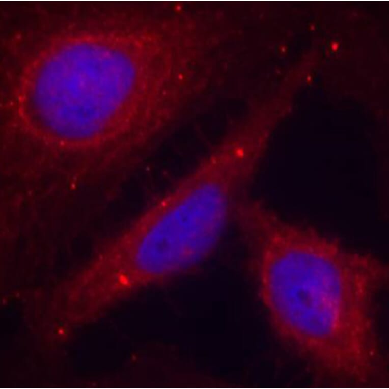 Immunofluorescence - Anti-PAK1 (phospho T212) Antibody (AP0186) - Antibodies.com