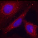 Immunofluorescence - Anti-PAK1 (phospho T212) Antibody (AP0186) - Antibodies.com