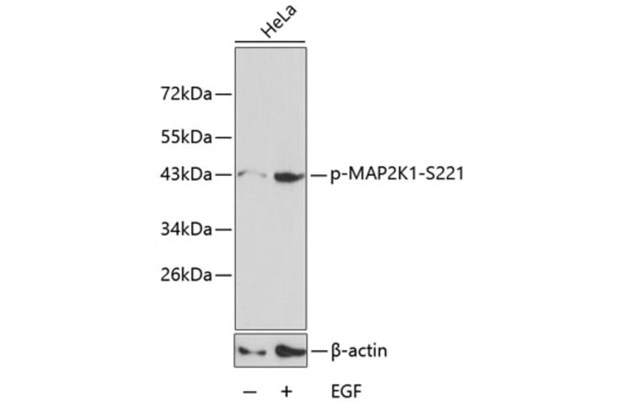 Western Blot - Anti-MAP2K1 (phospho S221) Antibody (AP0188) - Antibodies.com