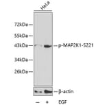 Western Blot - Anti-MAP2K1 (phospho S221) Antibody (AP0188) - Antibodies.com