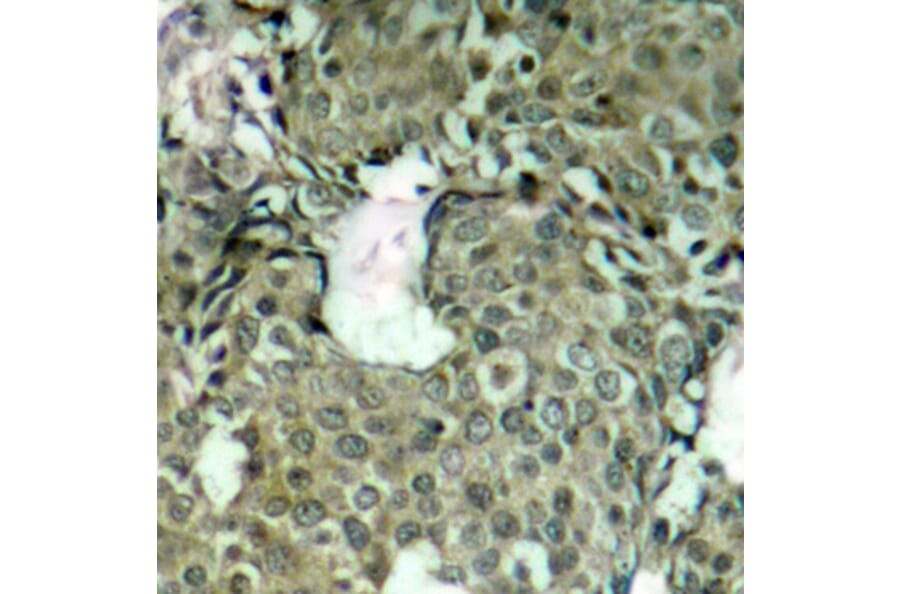 Immunohistochemistry - Anti-MAP2K1 (phospho S221) Antibody (AP0188) - Antibodies.com