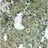 Immunohistochemistry - Anti-MAP2K1 (phospho S221) Antibody (AP0188) - Antibodies.com