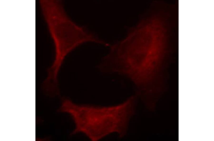 Immunofluorescence - Anti-MAP2K1 (phospho S221) Antibody (AP0188) - Antibodies.com