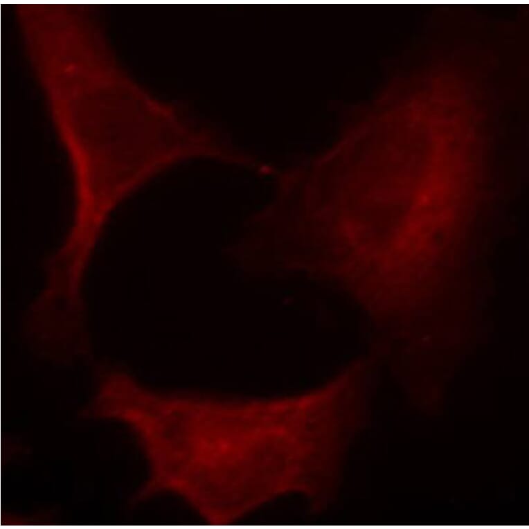 Immunofluorescence - Anti-MAP2K1 (phospho S221) Antibody (AP0188) - Antibodies.com
