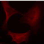 Immunofluorescence - Anti-MAP2K1 (phospho S221) Antibody (AP0188) - Antibodies.com