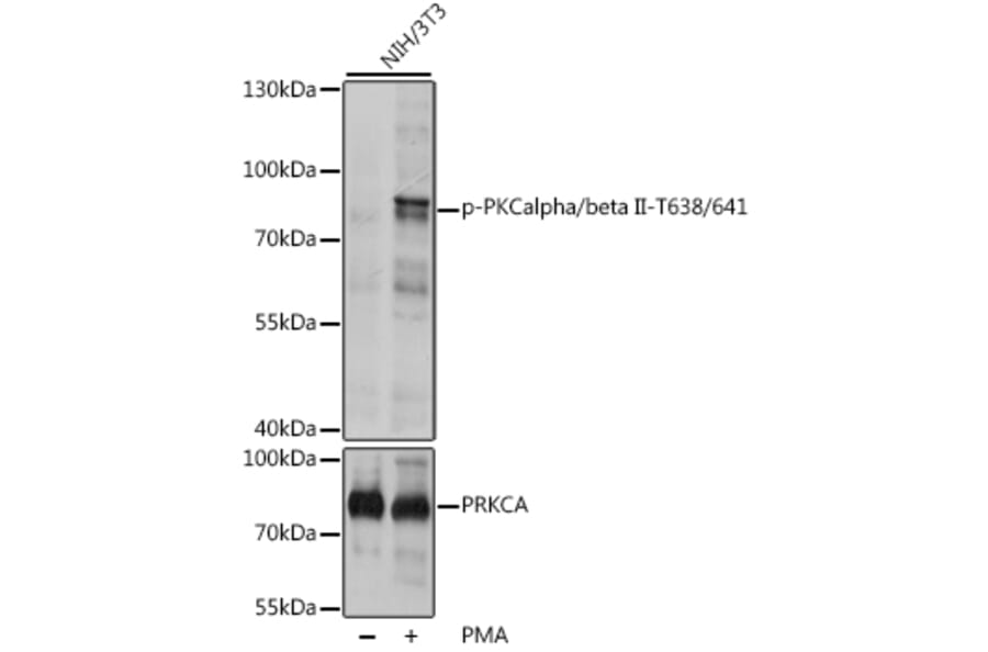 Western Blot - Anti-PKC alpha +PKC beta (phospho Thr638 + Thr641) Antibody (A16501) - Antibodies.com