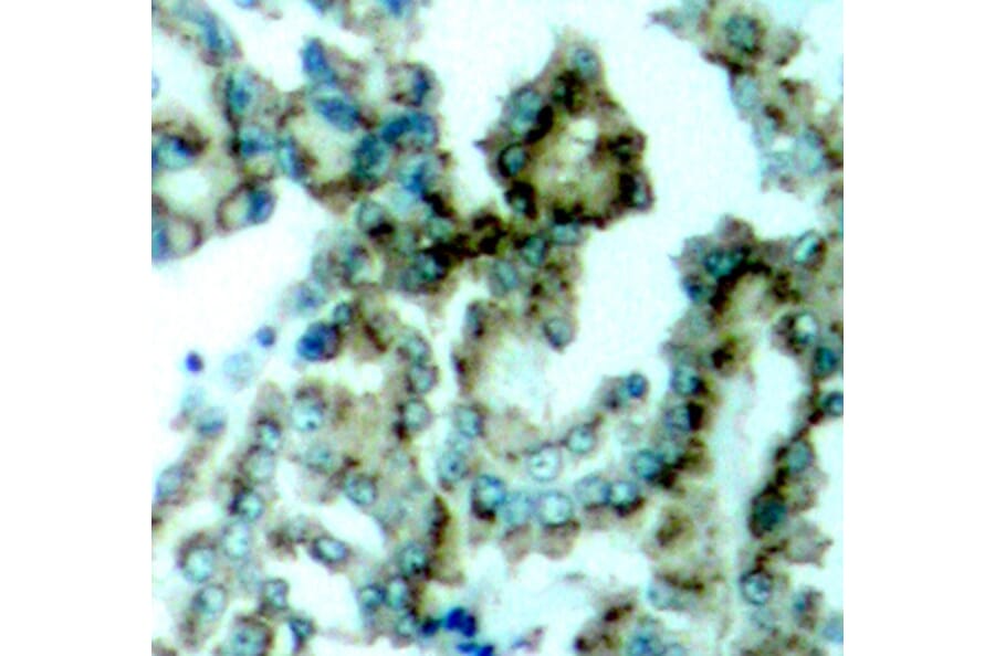 Immunohistochemistry - Anti-PKC alpha +PKC beta (phospho Thr638 + Thr641) Antibody (A16501) - Antibodies.com