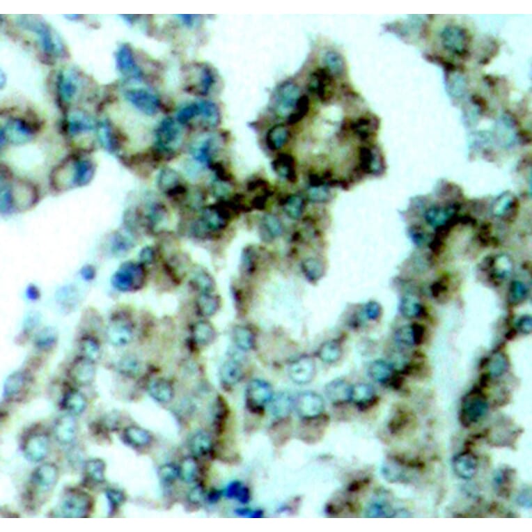 Immunohistochemistry - Anti-PKC alpha +PKC beta (phospho Thr638 + Thr641) Antibody (A16501) - Antibodies.com