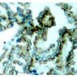 Immunohistochemistry - Anti-PKC alpha +PKC beta (phospho Thr638 + Thr641) Antibody (A16501) - Antibodies.com