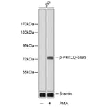 Western Blot - Anti-PRKCQ (phospho S695) Antibody (AP0192) - Antibodies.com