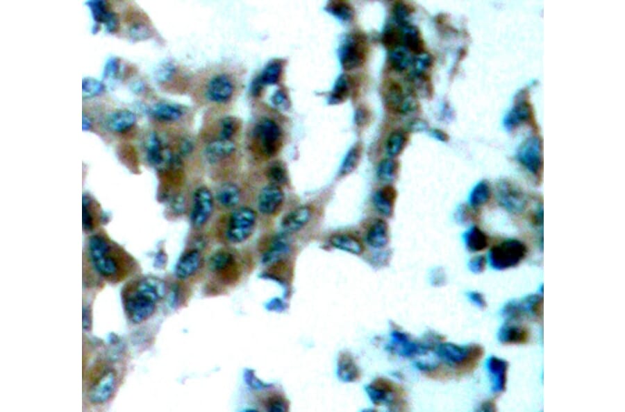Immunohistochemistry - Anti-PRKCQ (phospho S695) Antibody (AP0192) - Antibodies.com