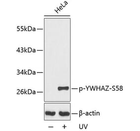 Western Blot - Anti-14-3-3 zeta (phospho Ser58) Antibody (A16504) - Antibodies.com