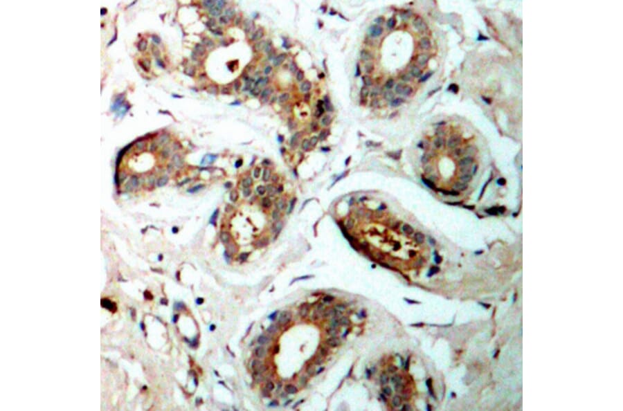 Immunohistochemistry - Anti-14-3-3 zeta (phospho Ser58) Antibody (A16504) - Antibodies.com