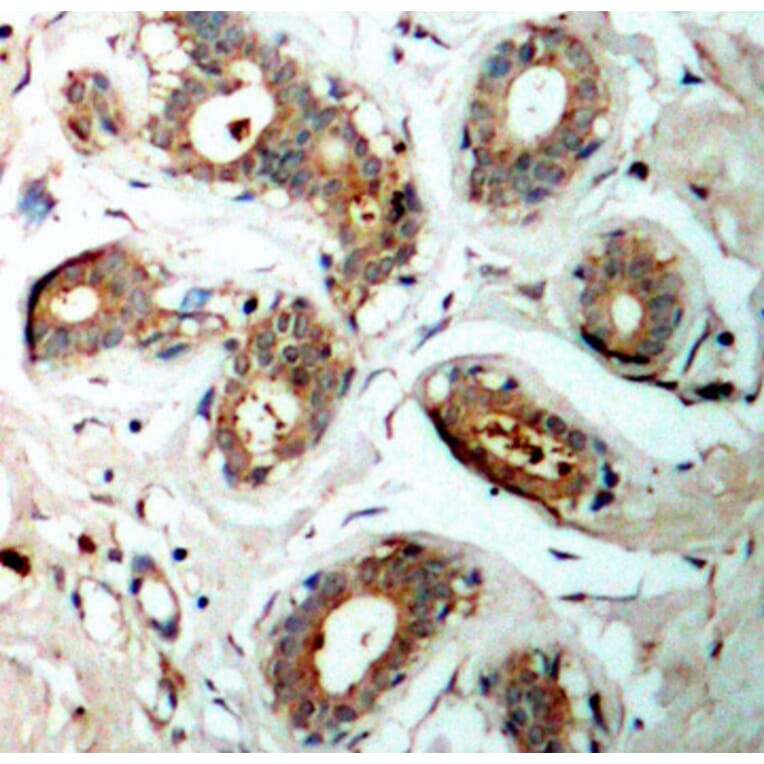 Immunohistochemistry - Anti-14-3-3 zeta (phospho Ser58) Antibody (A16504) - Antibodies.com
