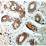 Immunohistochemistry - Anti-14-3-3 zeta (phospho Ser58) Antibody (A16504) - Antibodies.com