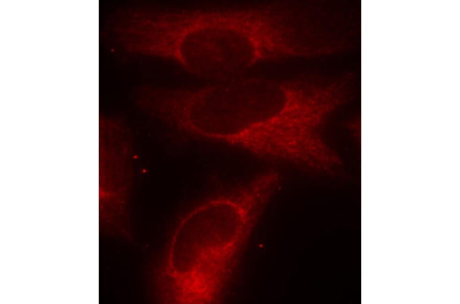 Immunofluorescence - Anti-14-3-3 zeta (phospho Ser58) Antibody (A16504) - Antibodies.com