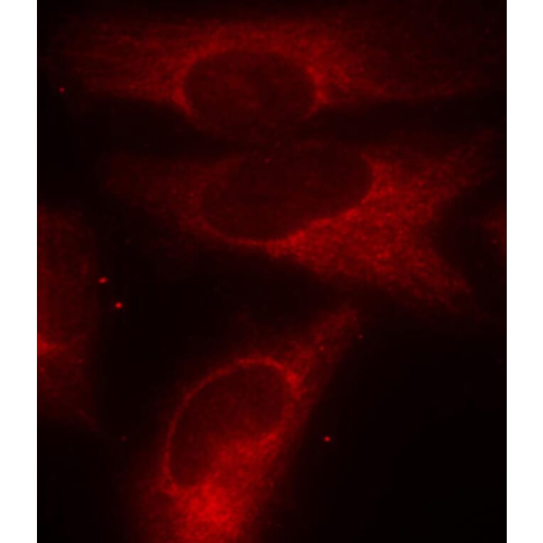 Immunofluorescence - Anti-14-3-3 zeta (phospho Ser58) Antibody (A16504) - Antibodies.com
