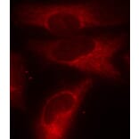 Immunofluorescence - Anti-14-3-3 zeta (phospho Ser58) Antibody (A16504) - Antibodies.com