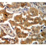 Immunohistochemistry - Anti-ADD1 (phospho S726) Antibody (AP0196) - Antibodies.com