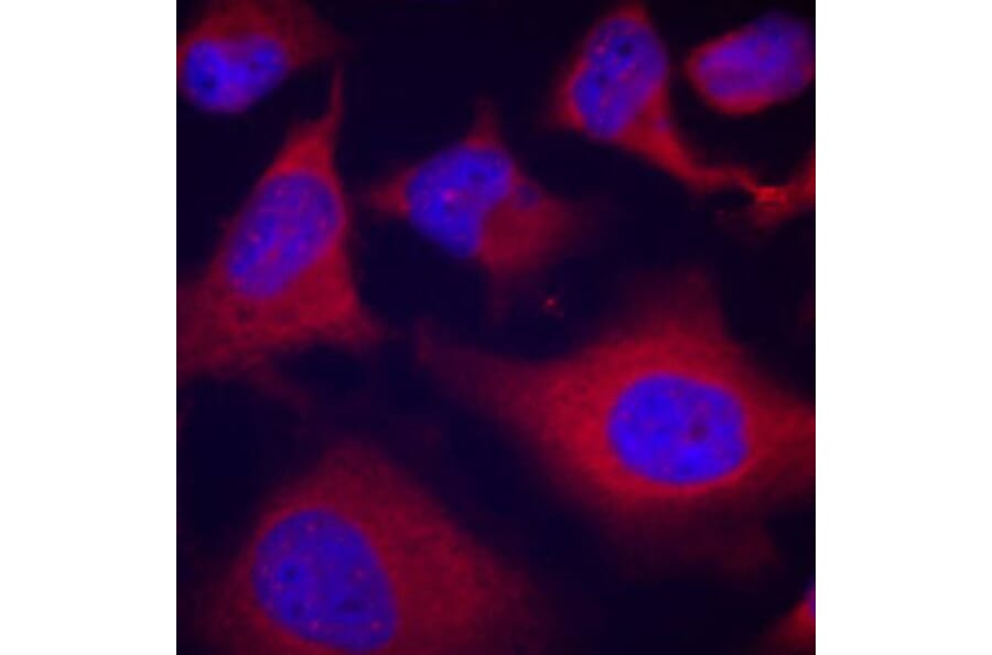 Immunofluorescence - Anti-ADD1 (phospho S726) Antibody (AP0196) - Antibodies.com