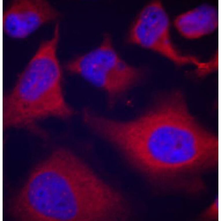 Immunofluorescence - Anti-ADD1 (phospho S726) Antibody (AP0196) - Antibodies.com