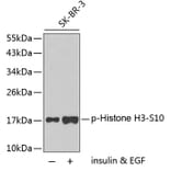 Western Blot - Anti-Histone H3 (phospho S10) Antibody (AP0197) - Antibodies.com