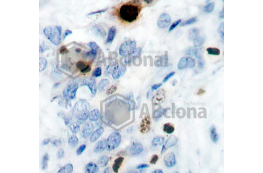 Immunohistochemistry - Anti-Histone H3 (phospho S10) Antibody (AP0197) - Antibodies.com