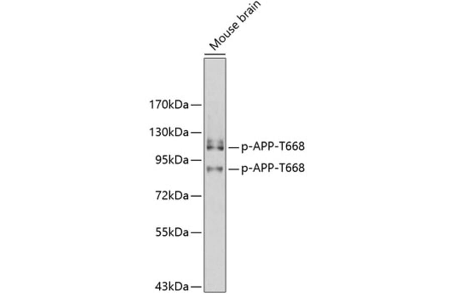 Western Blot - Anti-APP (phospho T668) Antibody (AP0200) - Antibodies.com