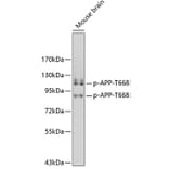 Western Blot - Anti-APP (phospho T668) Antibody (AP0200) - Antibodies.com