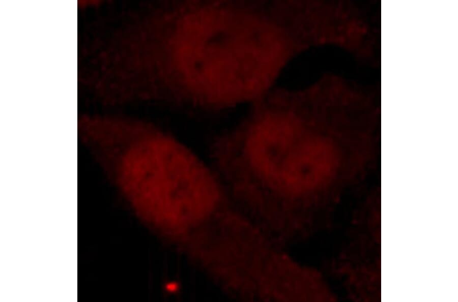 Immunofluorescence - Anti-HDAC2 (phospho Ser394) Antibody (A16510) - Antibodies.com