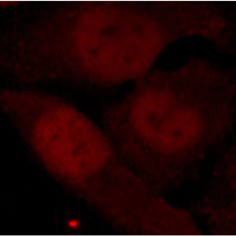 Immunofluorescence - Anti-HDAC2 (phospho Ser394) Antibody (A16510) - Antibodies.com