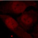 Immunofluorescence - Anti-HDAC2 (phospho Ser394) Antibody (A16510) - Antibodies.com