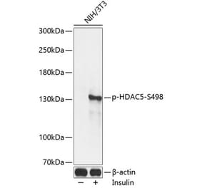 Western Blot - Anti-HDAC5 (phospho Ser498) Antibody (A16511) - Antibodies.com