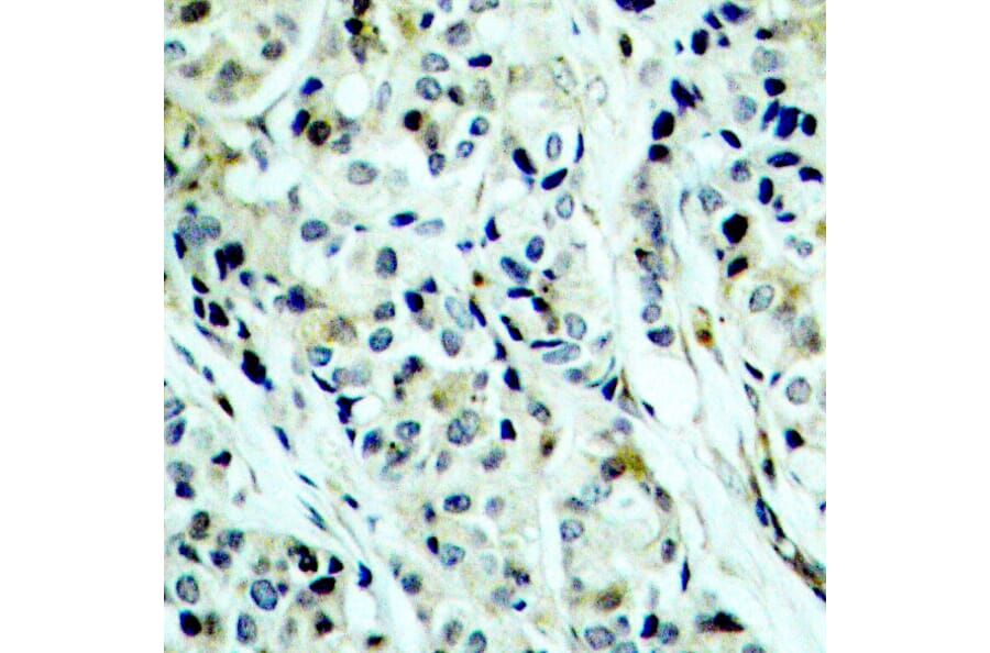 Immunohistochemistry - Anti-HDAC5 (phospho Ser498) Antibody (A16511) - Antibodies.com